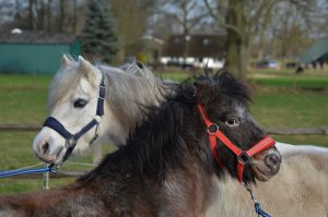 Paardencoaching Oldebroek Verbinding Gouden Driehoek