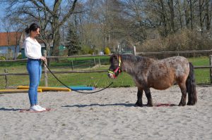 Paarden coaching Elleke Dronten Verwonder jezelf 