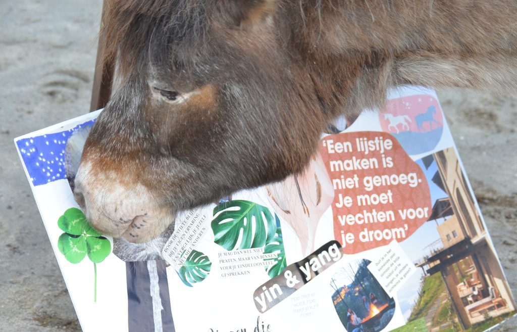 Creatief met paarden waarbij j met de Workshop moodboard maken thema leef je droom samen met Sammy kijkt waar jij naartoe wilt. 